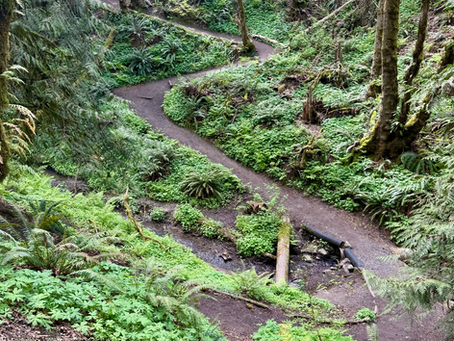 Wandering through the Woods: Reflections on being a Contemplative