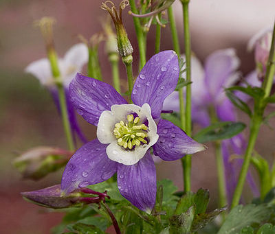 Remembering Margaret Haines