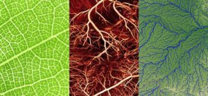 Teilhard, the Personal, and the Developmental Soul