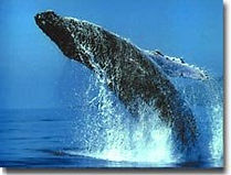 Maui whale watching