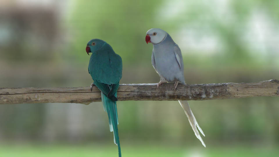 ringneck2.png