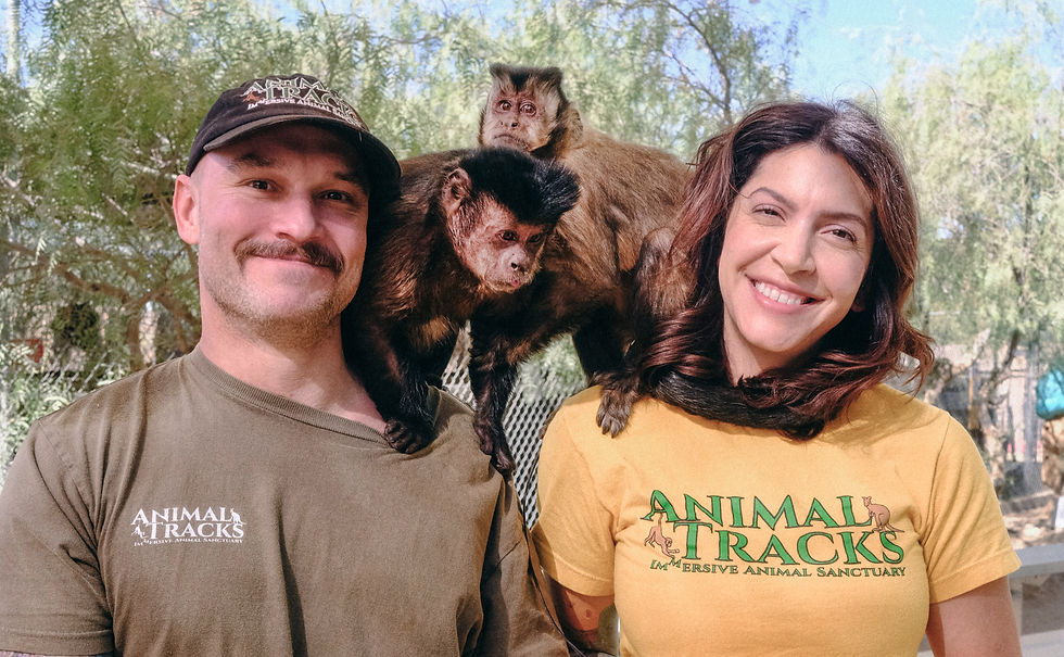 Monkeys