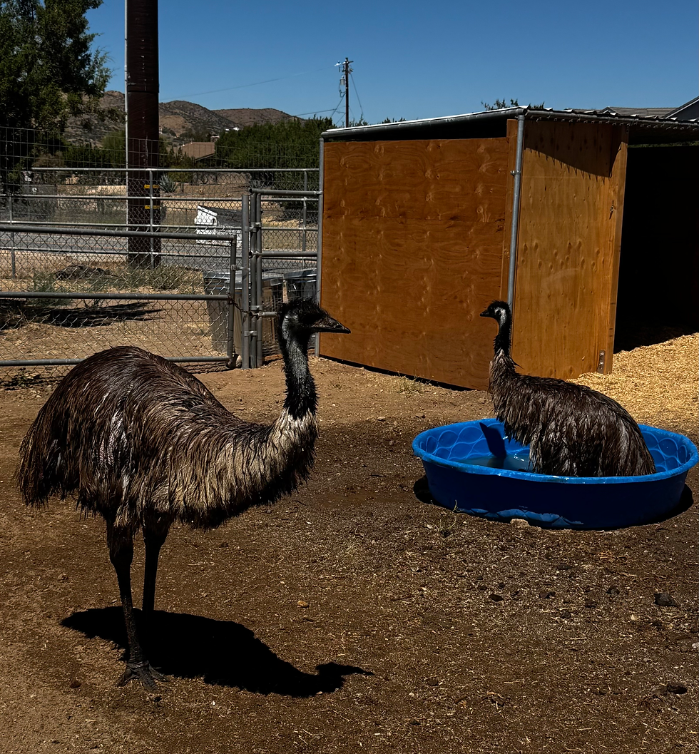 Beating the Heat: Helping Animals Stay Safe When Temperatures Rise