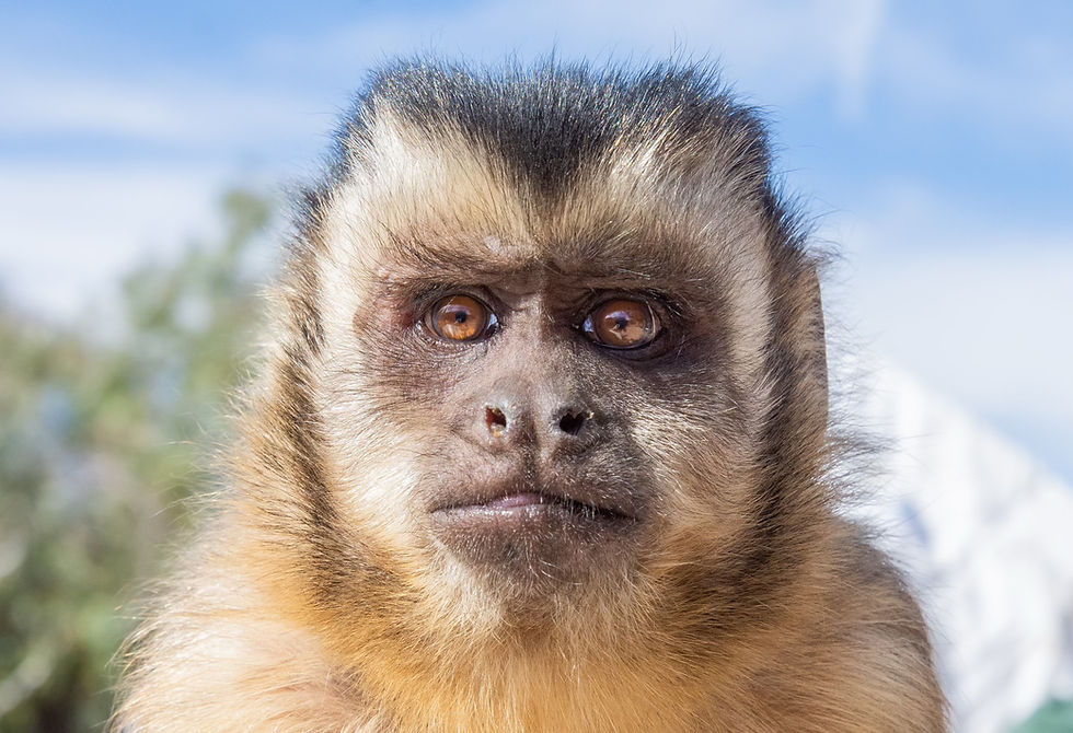 Why Capuchin Monkeys Don't Belong as Pets: The Hidden Cost of the Exotic Pet Trade