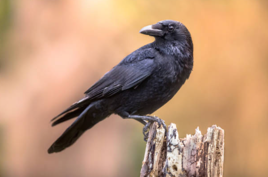 Raven