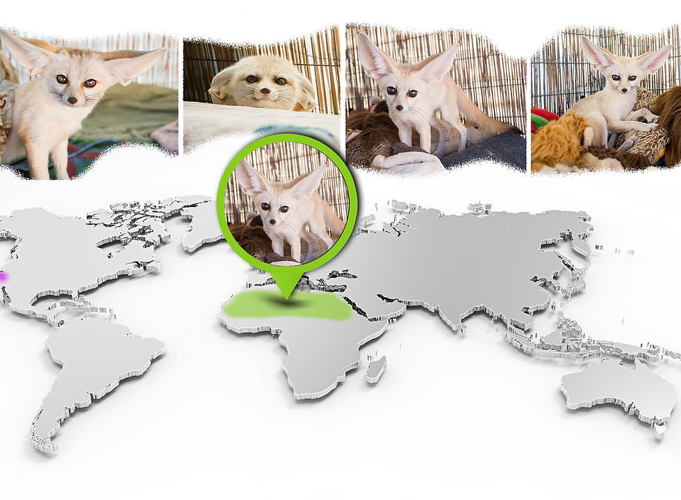 winky-web-map.jpg