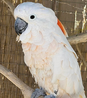Cami on a perch.heic