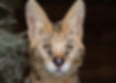 Serval Mischief_edited.jpg