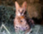_DSF5774_edited.jpg