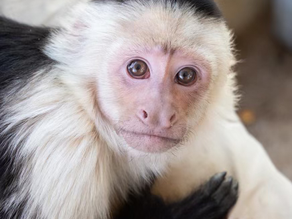 Why Meaningful Animal Experiences Matter More Than Ever