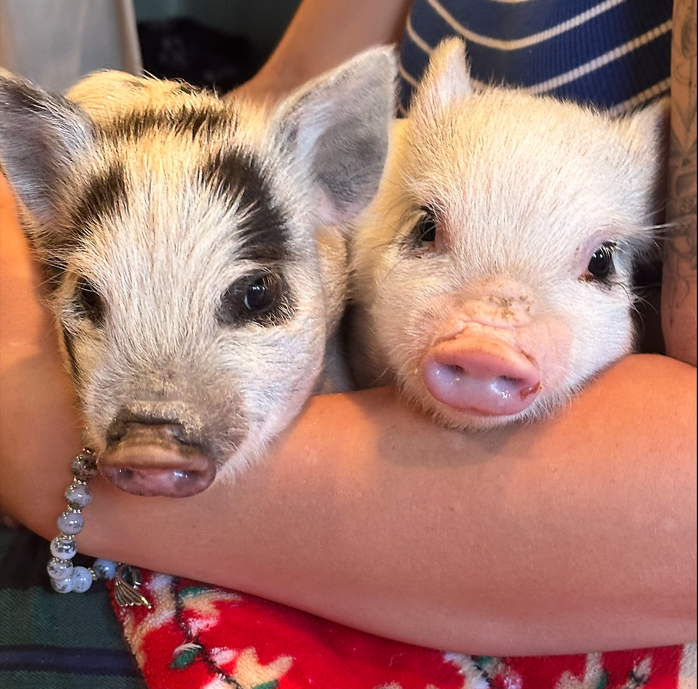 New Arrivals at Animal Tracks: Meet PIGnelope and Peaches!