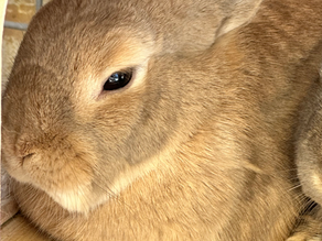Finding Forever Homes for Three Adorable Bunnies!
