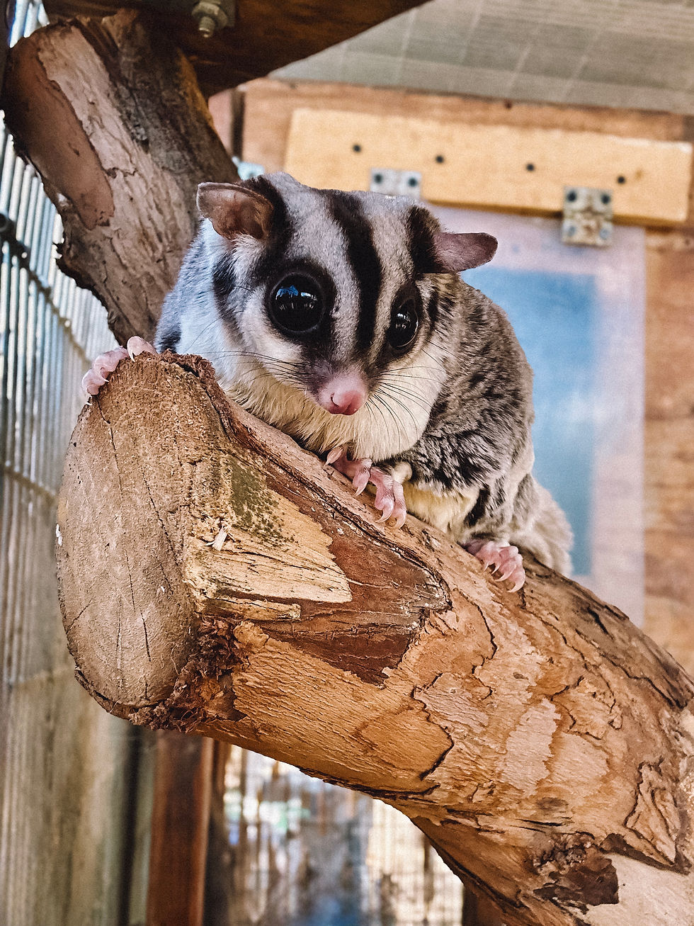 Why Ethical Animal Experiences Are Becoming More Popular in Southern California