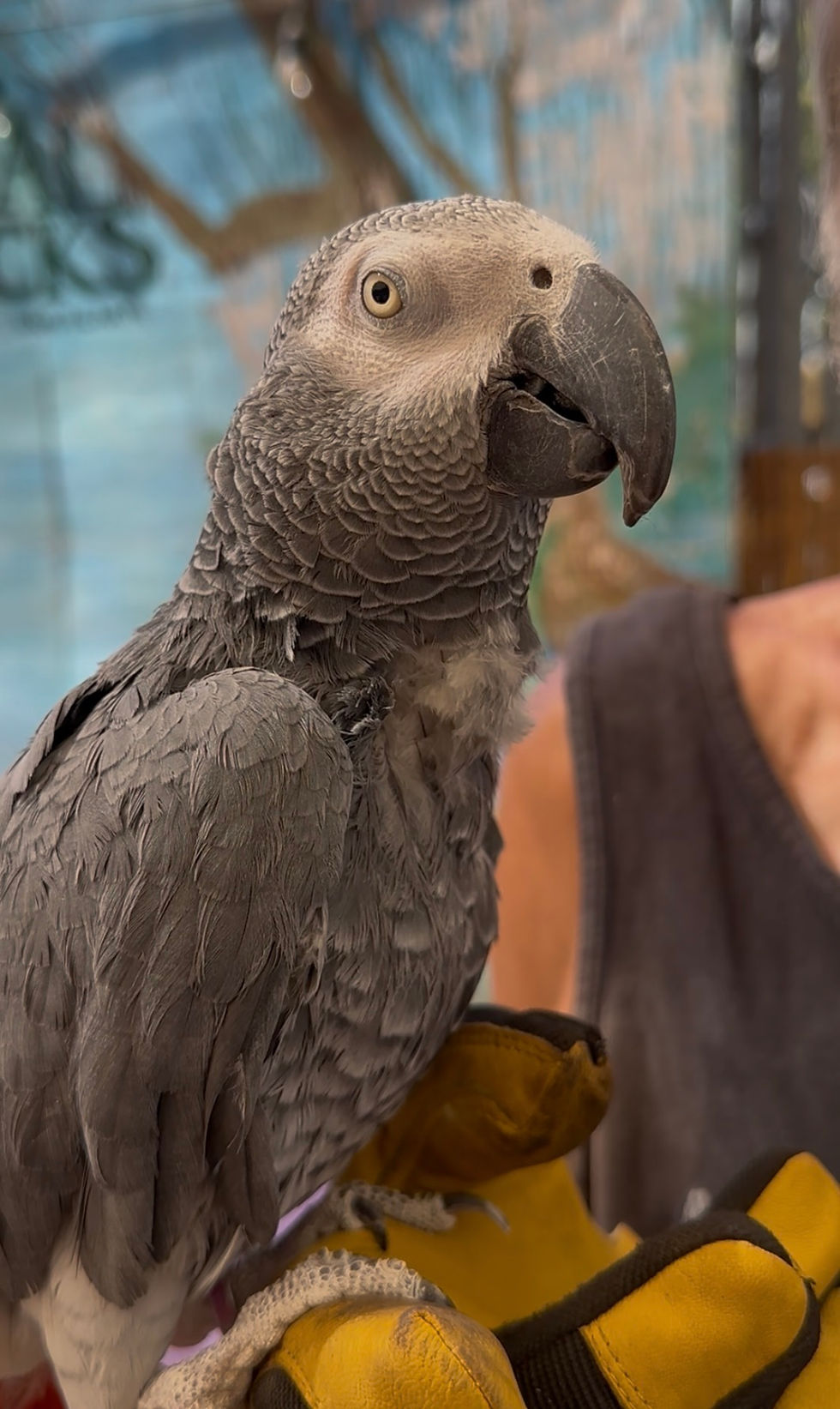 Parrot Animal Tracks