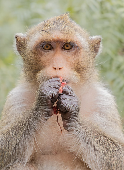 Bindi the Macaque