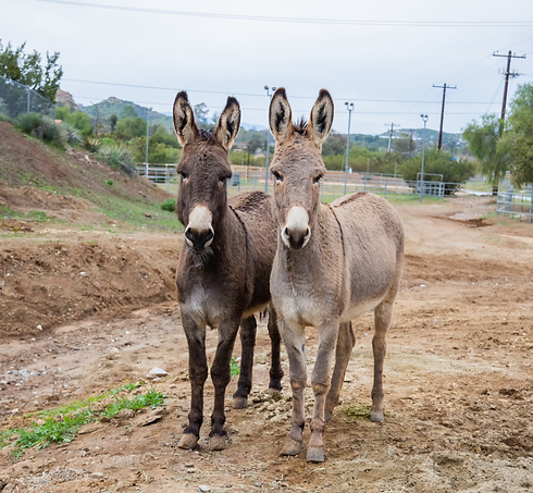 Donkeys Sophie and Vinny.heic