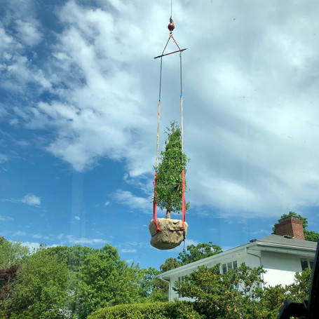 Dawn Redwood Planting