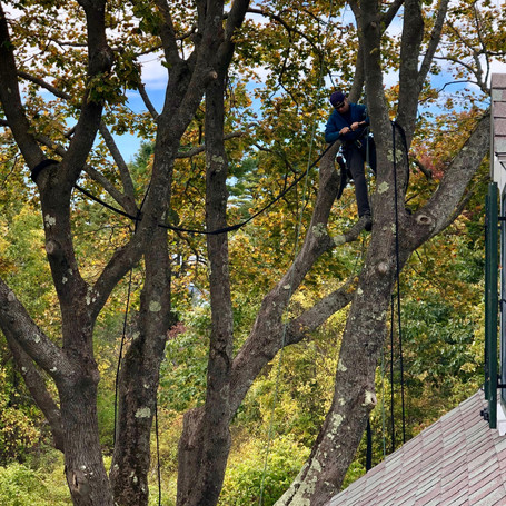 Cabling Norway Maple