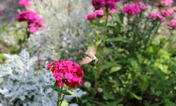 IMG_8478a