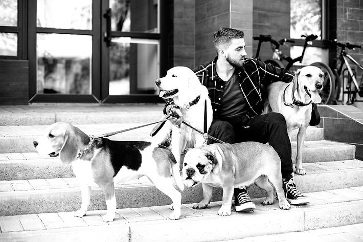 dogs on a walk