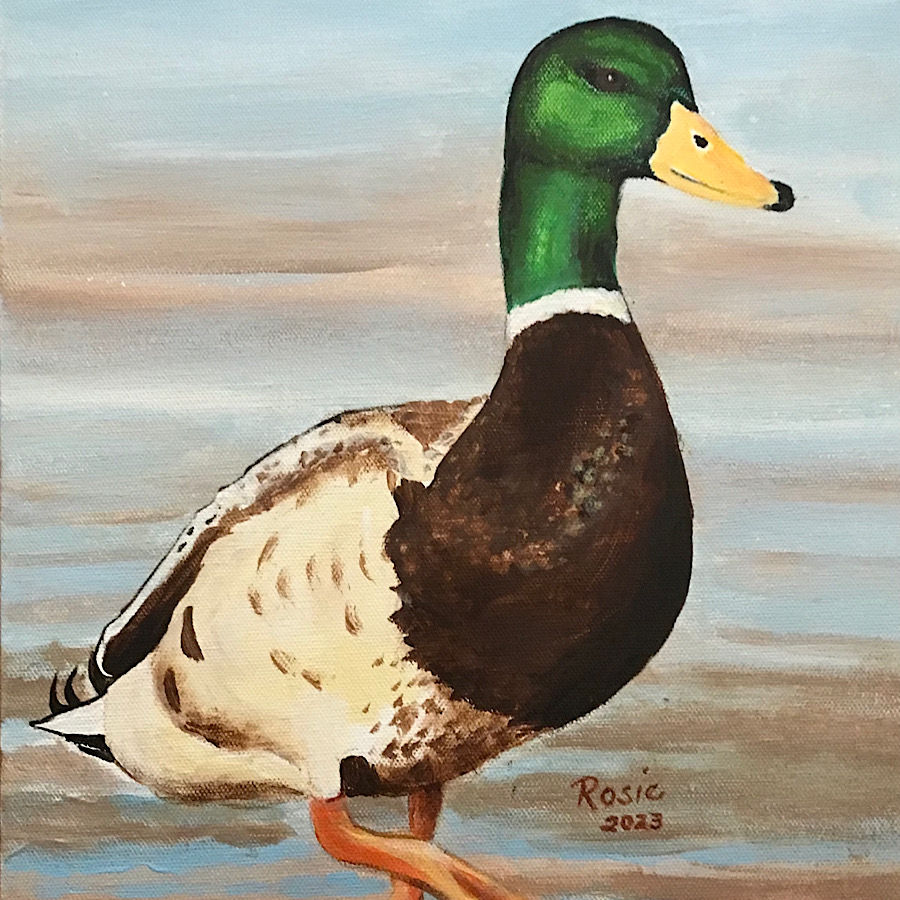 Mallard Duck