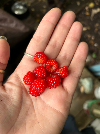 fresh wineberries - western north carolina