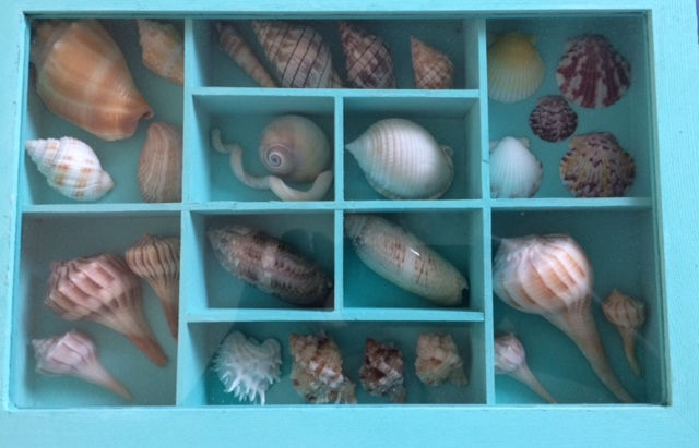 A Treasure Chest of Shells