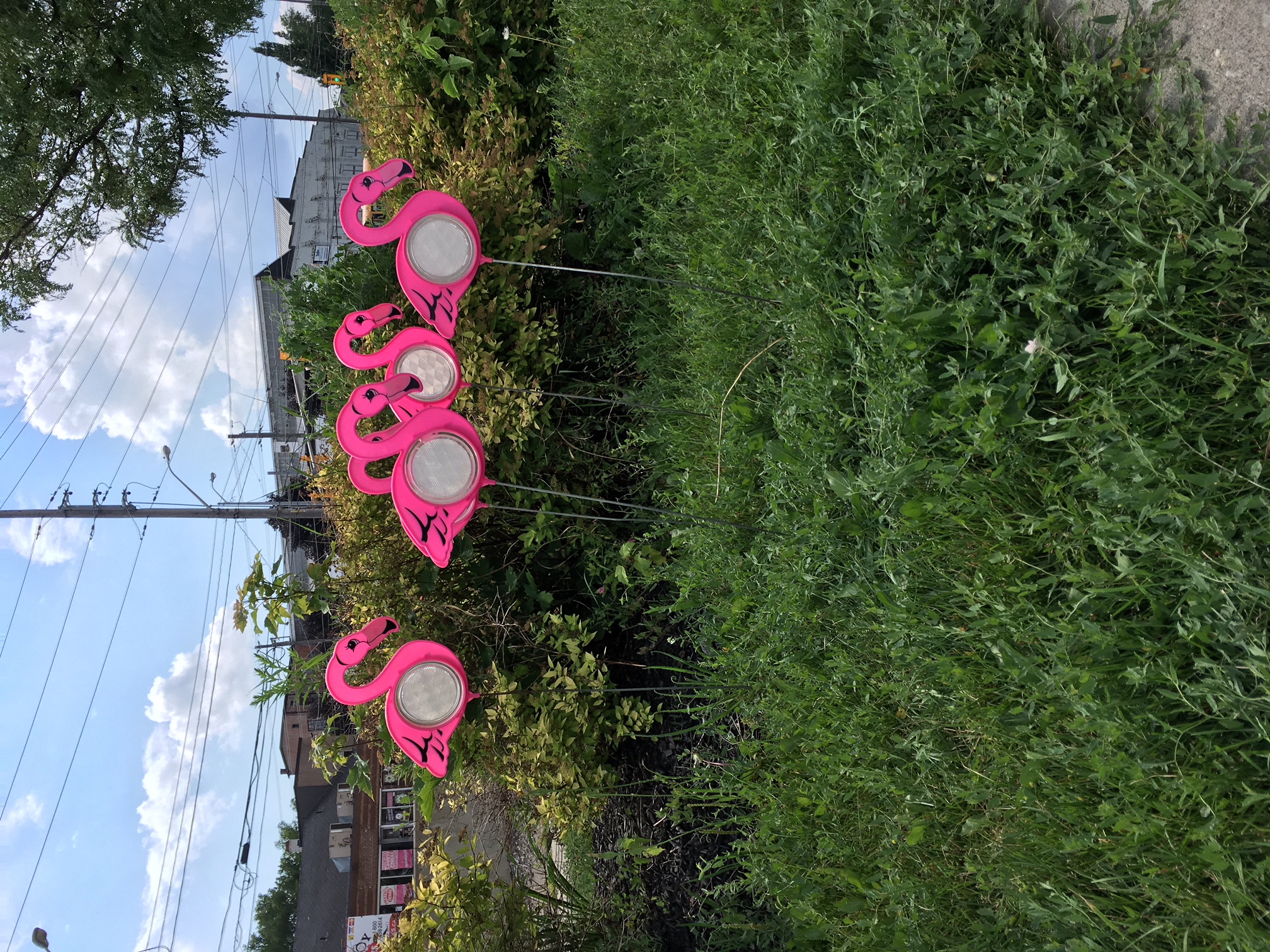 Flamingos