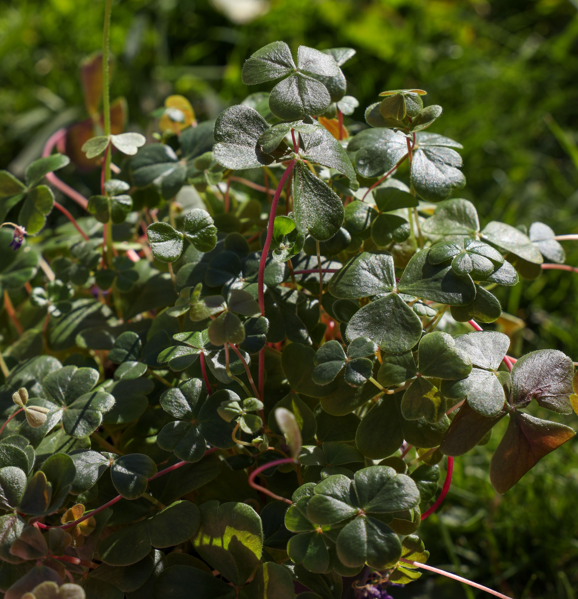 Bundle of Five Irish Shamrocks
