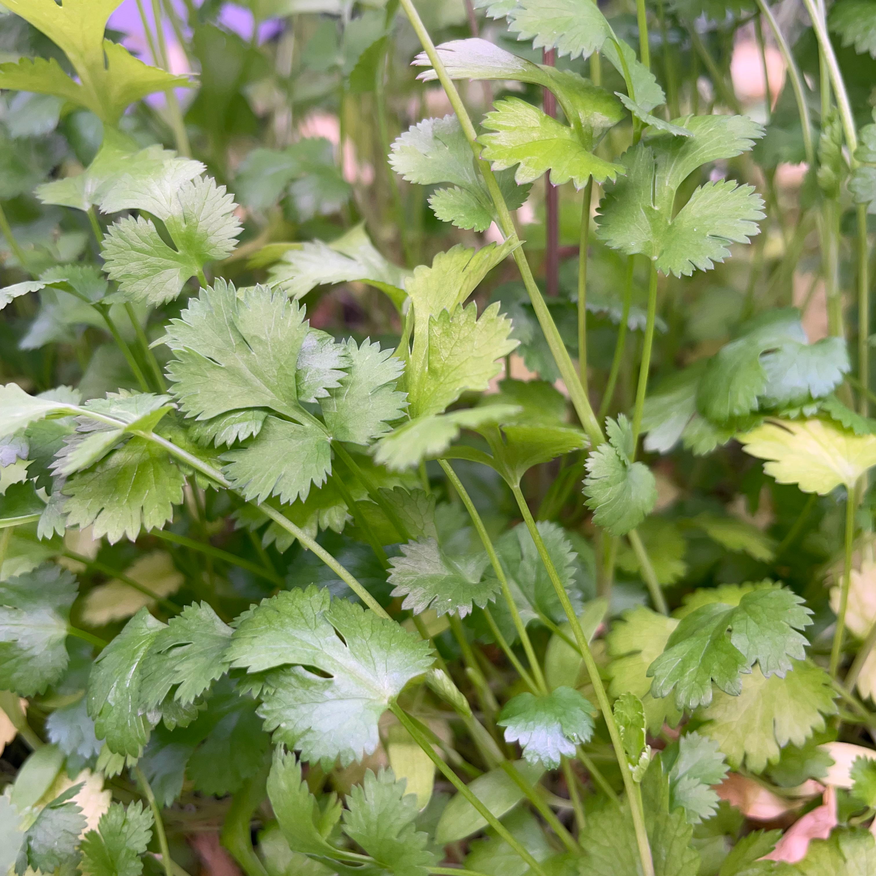Cilantro Microgreens