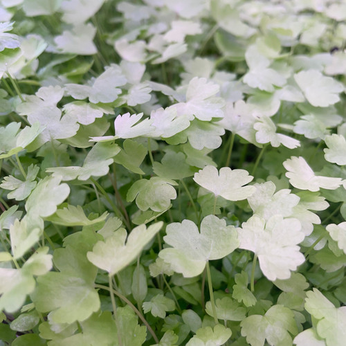 🍬 Celery Microgreens Ecobay Farms