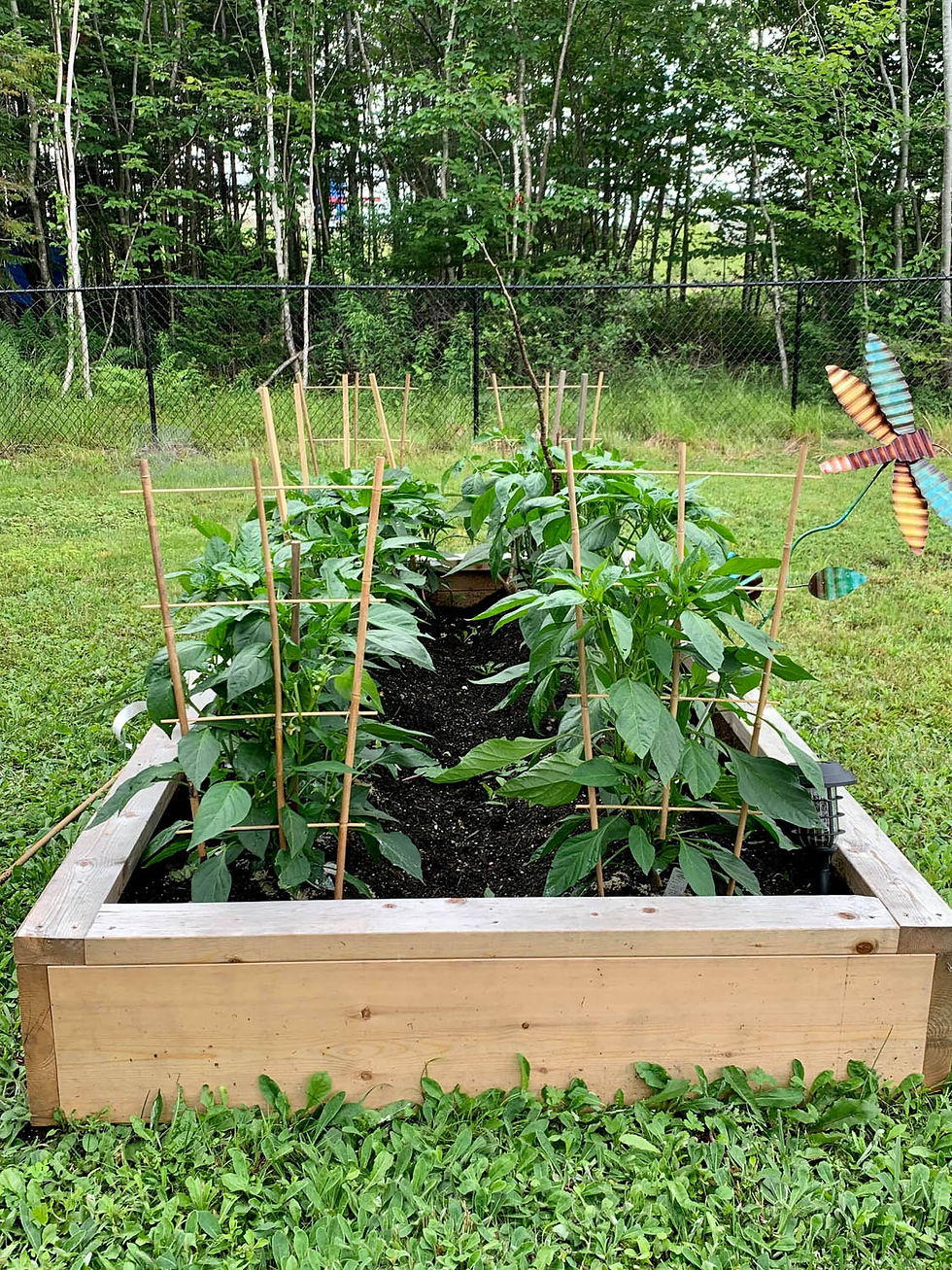 Thumbnail: 4'x8' Garden Bed