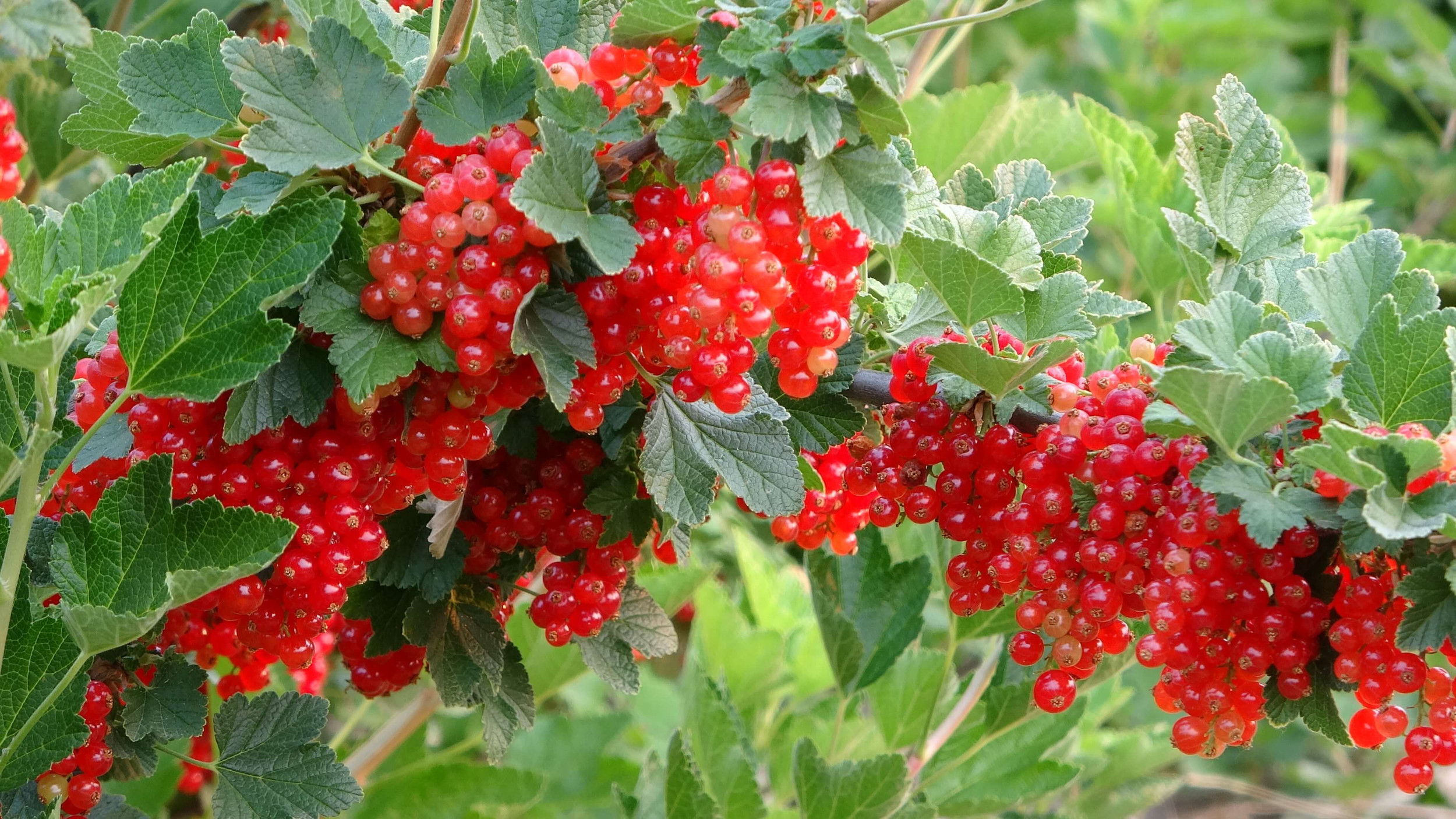 Contact Montana Berry Growers Association