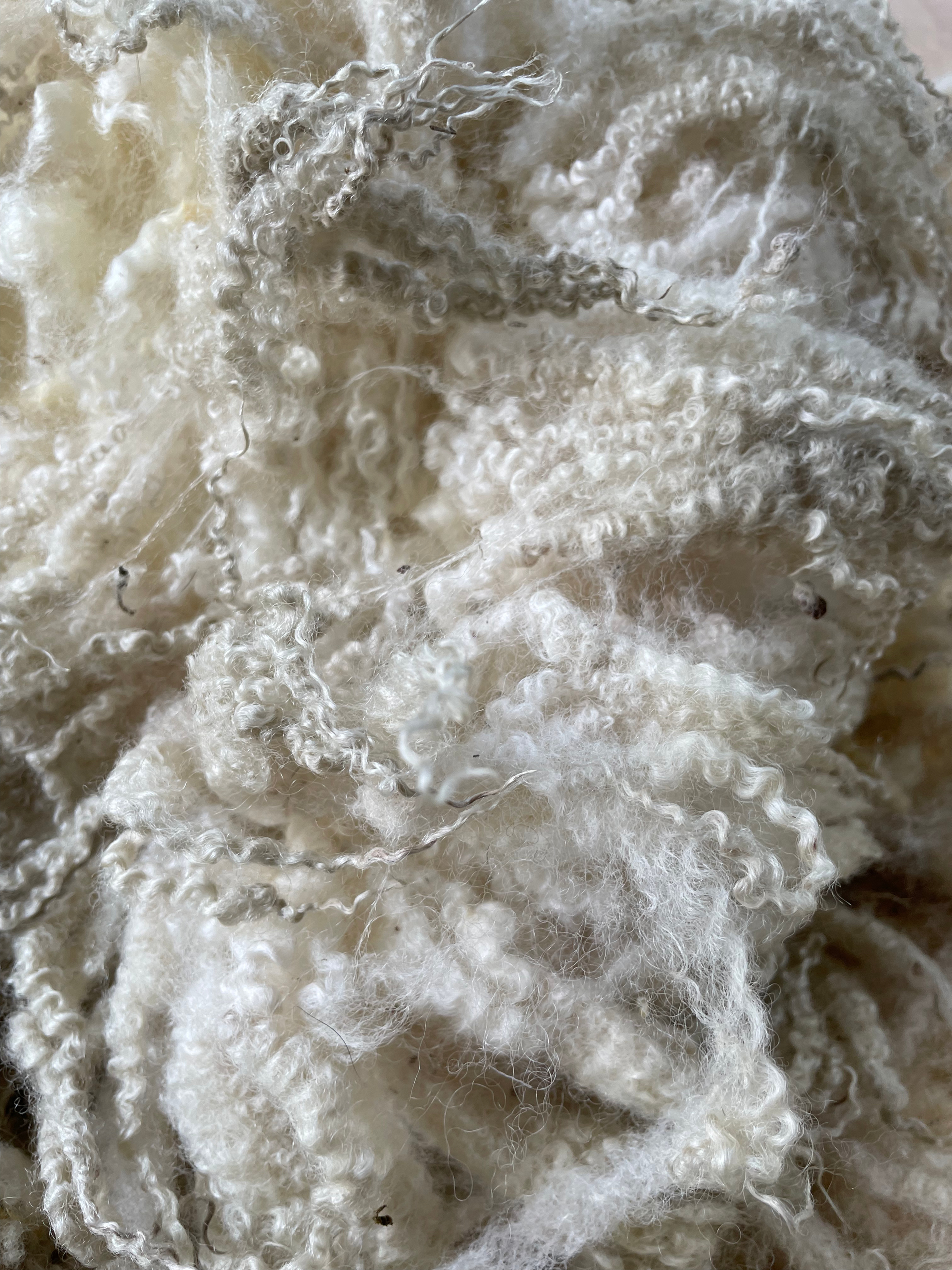North Country Mule Shearling Raw Fleece - 1.65kg