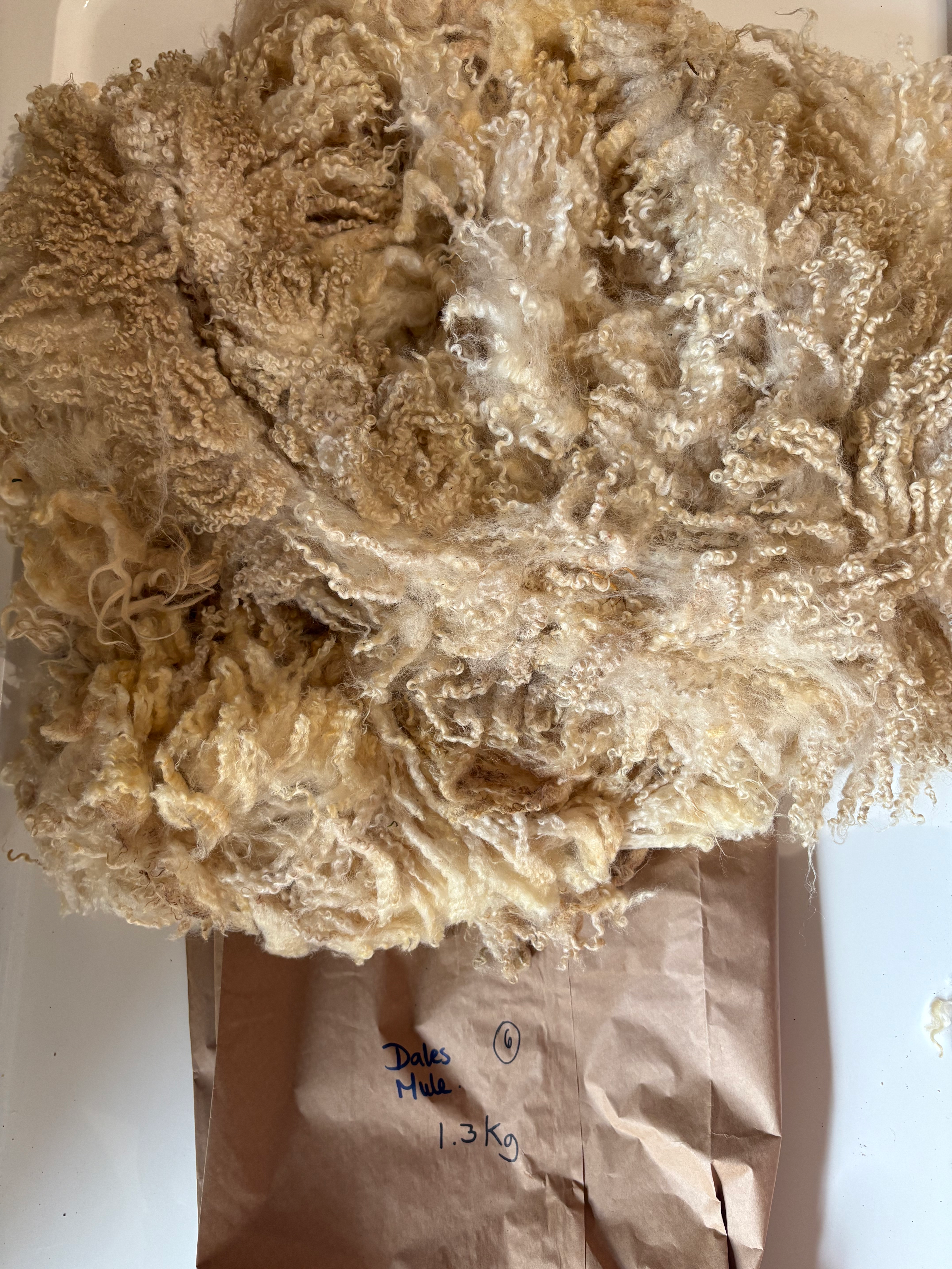 Dales Mule Raw Fleece 1.4kg 