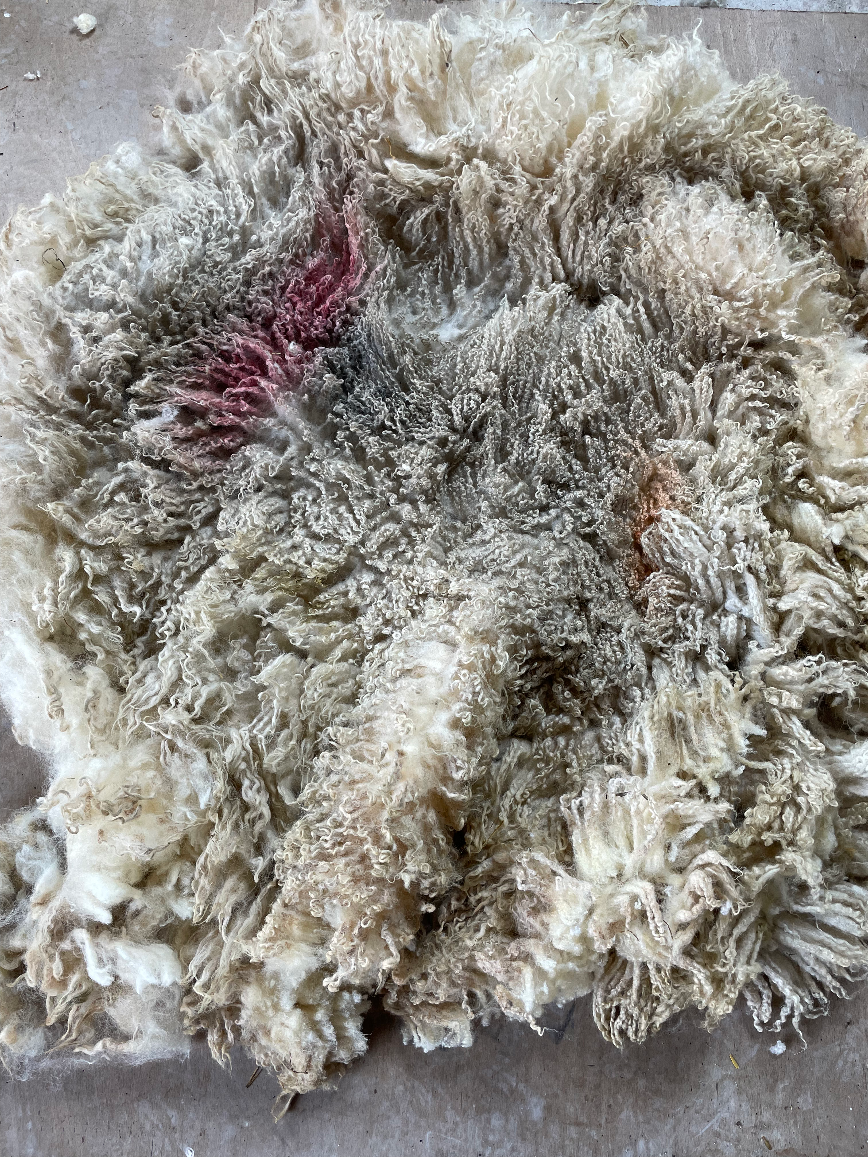 North Country Mule Raw Fleece -  1.3KG