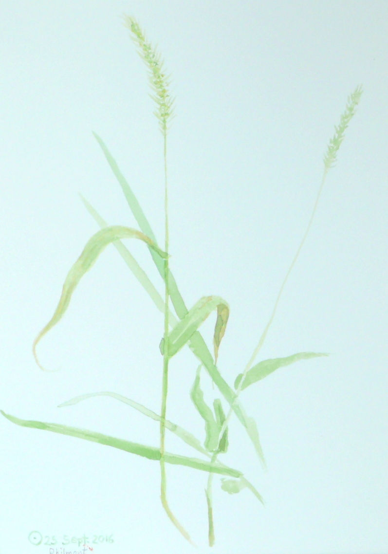 Morning Grass. 25 Sept. 2016. Watercolour, dew, paper. 31x27cm