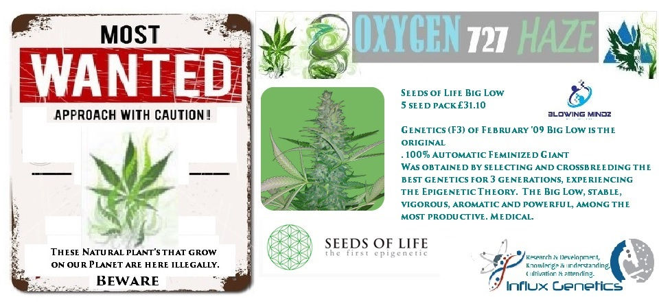 Seeds of Life Big Low 5 seed pack £31.10.jpg