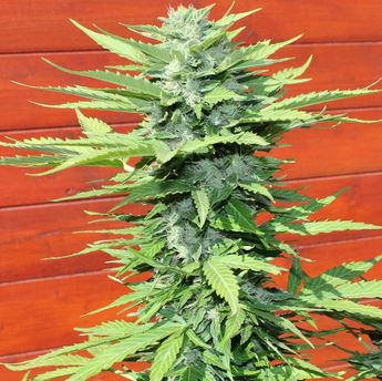 #DELICIOUS SEEDS CHEESE CANDY AUTO.