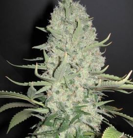 #FEMALE SEEDS WHITE WIDOW X BIG BUD.JPG