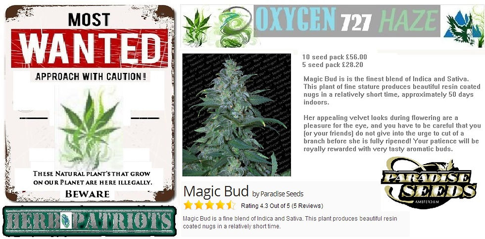 Paradise Seeds Magic Bud 10 seed pack £56.00.jpg