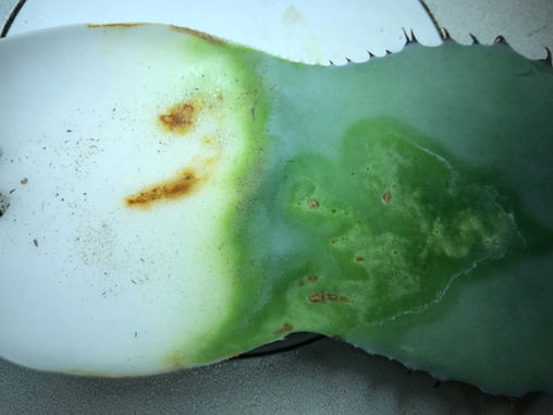 THE BUG MAN: Agave Mites - An Invisible Enemy