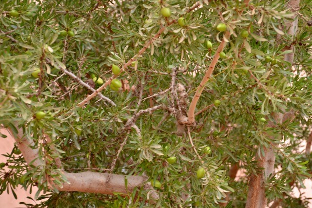 BOTANICAL ENCOUNTERS: The Argan Tree