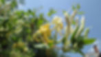 Ylang-Ylang Tree Makes Legendary Perfume. Photo: public domain.