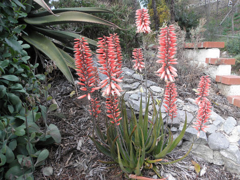 ReWILD: Garden-worthy Aloes