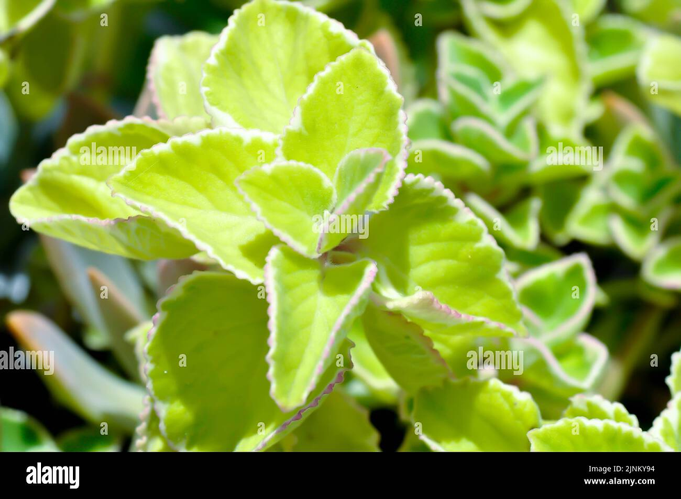 https://www.alamy.com/succulent-plant-or-cuban-oregano-plectranthus-amboinicus-variegatus-or-plectranthus-plant-or-plectranthus-tomentosa-or-variegated-oregano-plant-image478026224.html.