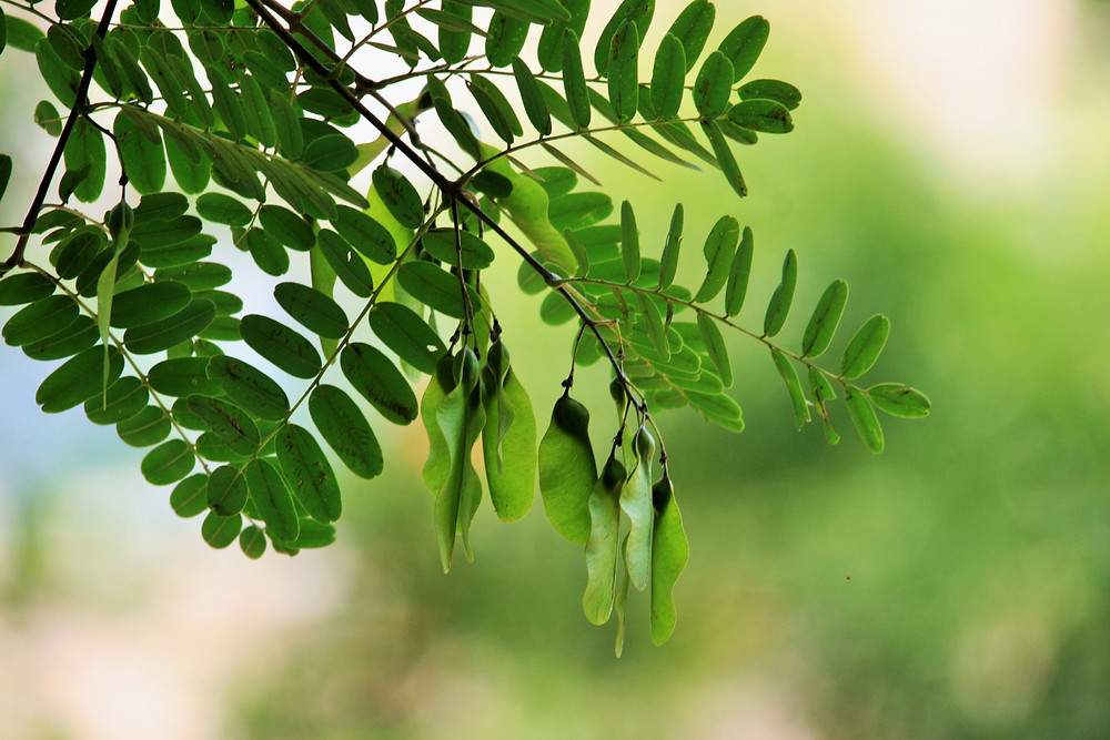 https://www.publicdomainpictures.net/en/view-image.php?image=74392&picture=tipuana-tree-seeds