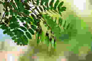 https://www.publicdomainpictures.net/en/view-image.php?image=74392&picture=tipuana-tree-seeds