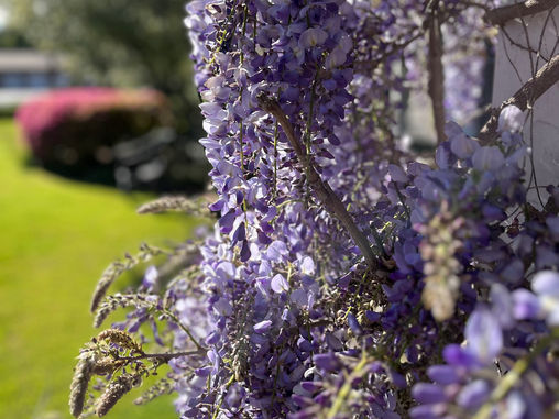 GARDEN SURROUNDINGS: Wisteria Brings Joy Every Spring