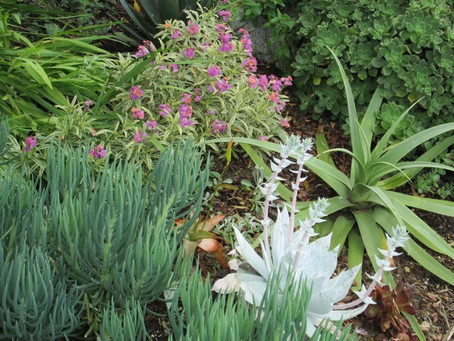 MEMBERS GARDENS PHOTOS: July 2021